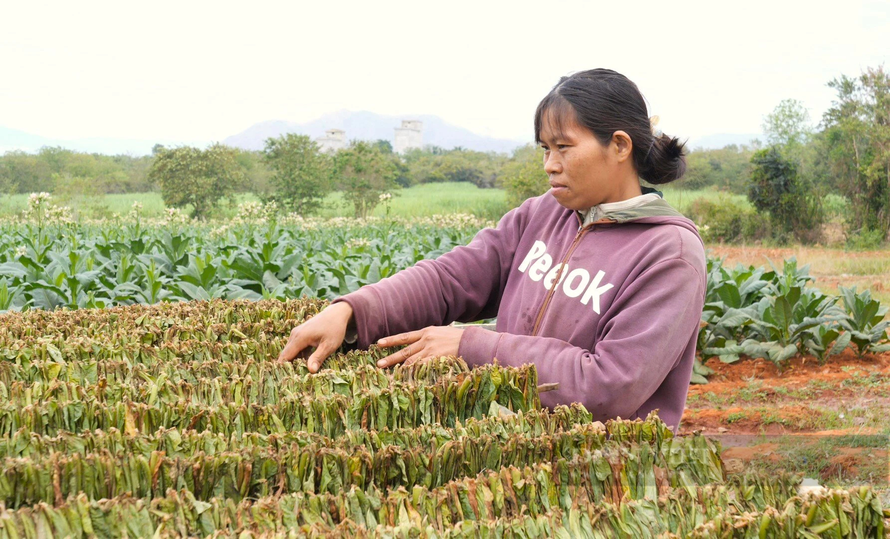 Trồng cây lá to, tốt um, nông dân một xã ở Ninh Thuận yên tâm đã có người mua- Ảnh 5.