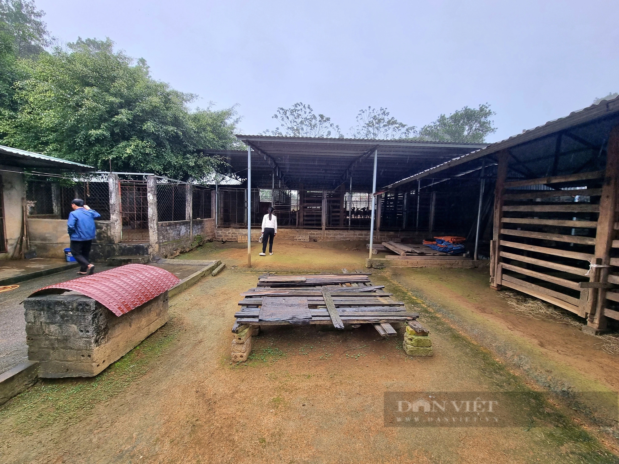 Ông nông dân Ninh Bình nuôi con mọc ra loại sừng đại bổ, cắt ra bán, mỗi năm đút túi 1 tỷ đồng- Ảnh 5.