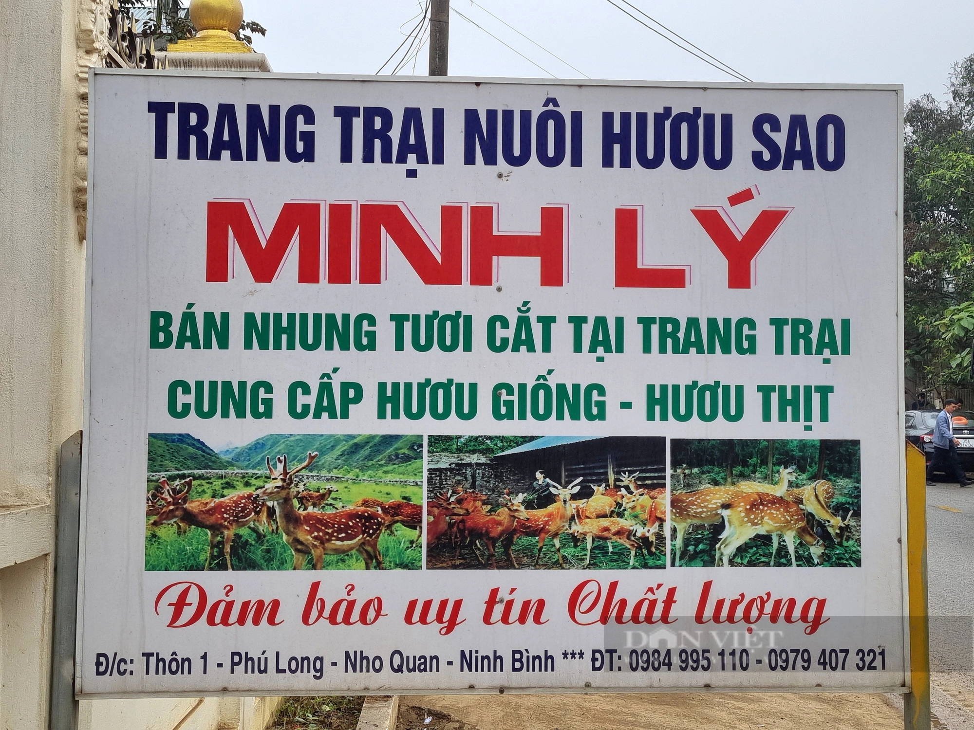 Ông nông dân Ninh Bình nuôi con mọc ra loại sừng đại bổ, cắt ra bán, mỗi năm đút túi 1 tỷ đồng- Ảnh 9.