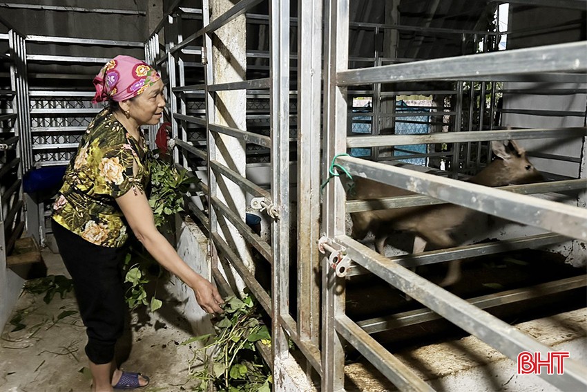 Mới thử nuôi một con vật "đại bổ", nông dân Hà Tĩnh đã hái được lộc, bán giá 10 triệu đồng/kg- Ảnh 1.