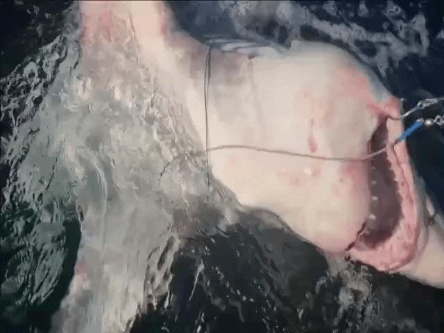 Video: Đi câu cá, không ngờ câu trúng cá mập dài 3 mét, nặng hơn 2 tạ
