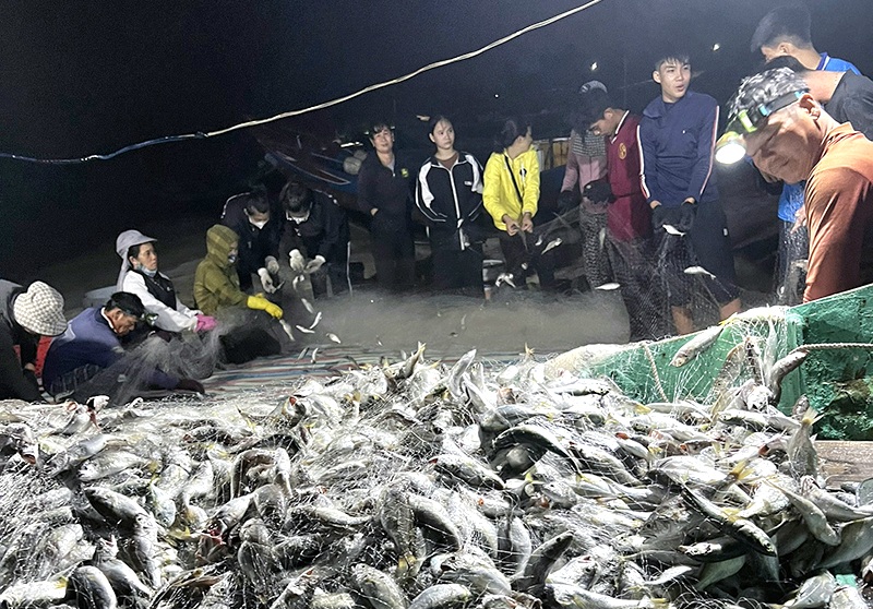 Một vùng biển ở Quảng Bình ngư dân trúng đậm loài cá lù đù, có đêm đánh bắt được 5 tấn thu hàng chục triệu- Ảnh 1.