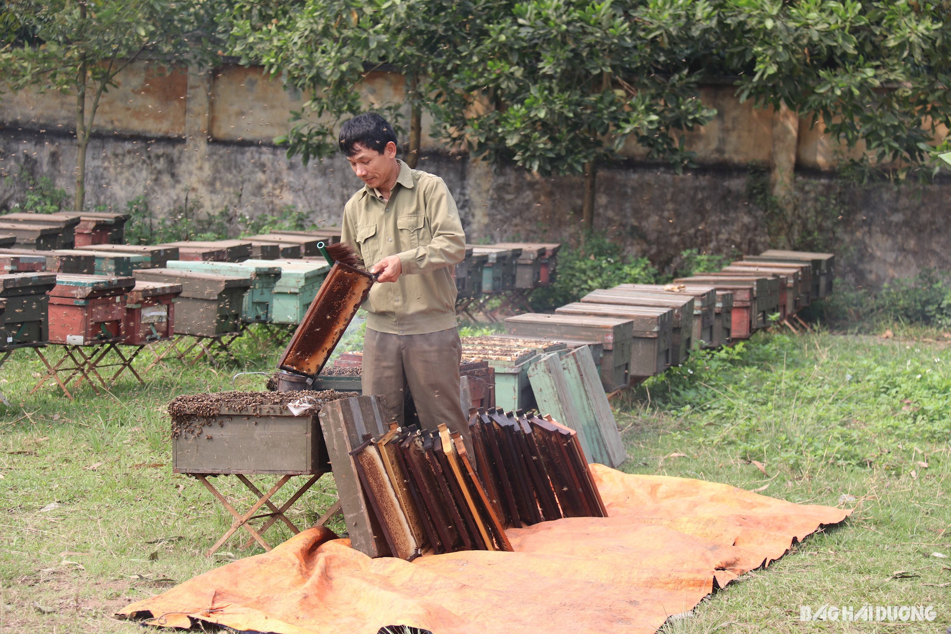 Về Thanh Hà, Hải Dương xem thợ ong lấy mật vải là một trong những trải nghiệm thú vị vào tháng 3 hằng năm- Ảnh 3.