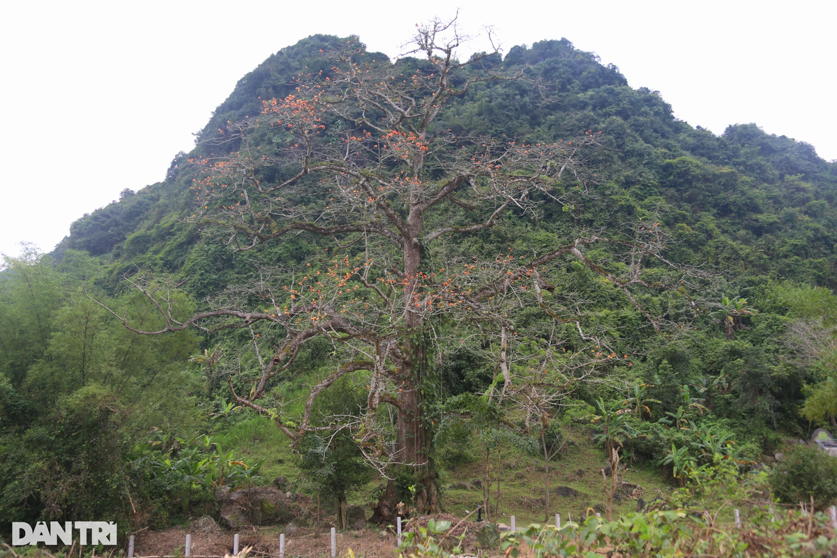 Một cây cổ thụ 500 năm tuổi ở Quảng Bình ra hoa kỳ lạ được công nhận là cây di sản đầu tiên của tỉnh- Ảnh 1.