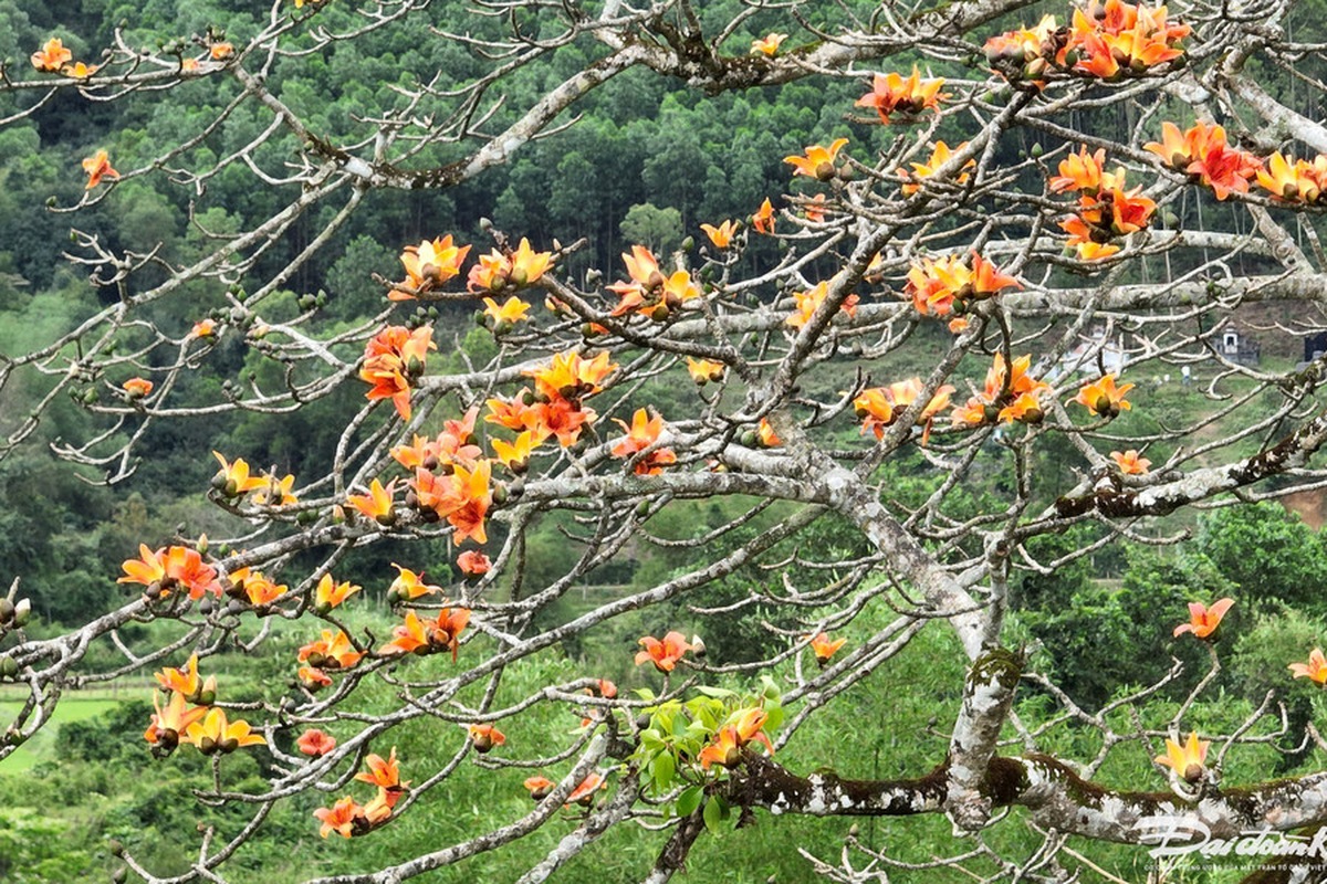 Một cây cổ thụ 500 năm tuổi ở Quảng Bình ra hoa kỳ lạ được công nhận là cây di sản đầu tiên của tỉnh- Ảnh 4.