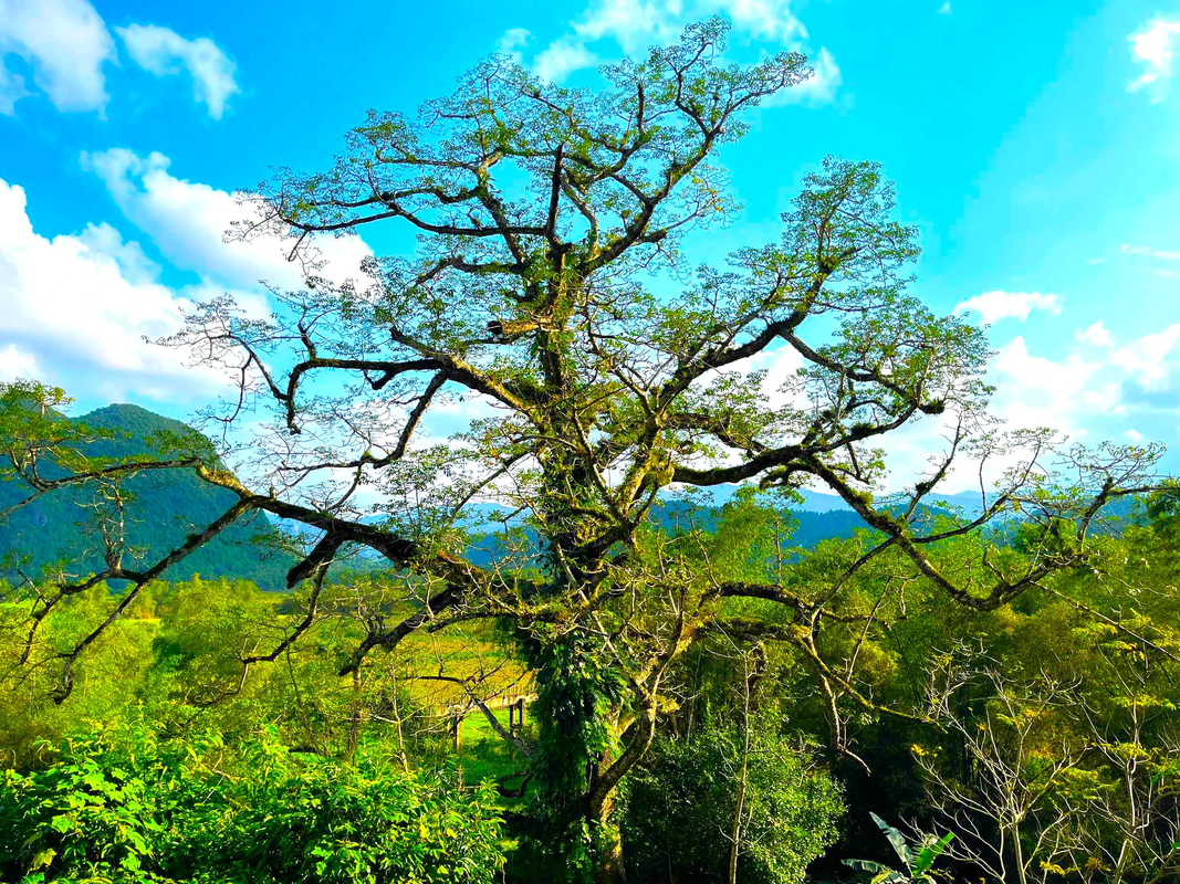 Một cây cổ thụ 500 năm tuổi ở Quảng Bình ra hoa kỳ lạ được công nhận là cây di sản đầu tiên của tỉnh- Ảnh 5.