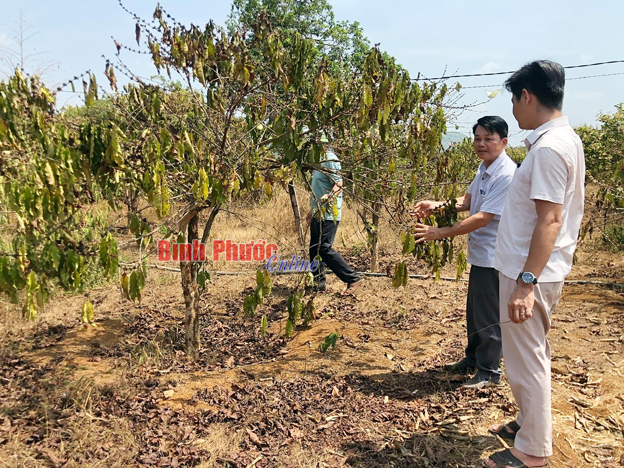 Xót xa vườn cây "tiền tỷ" của nông dân Bình Phước bị chết, rụng trái vì khoan giếng 150m vẫn không có nước- Ảnh 6.