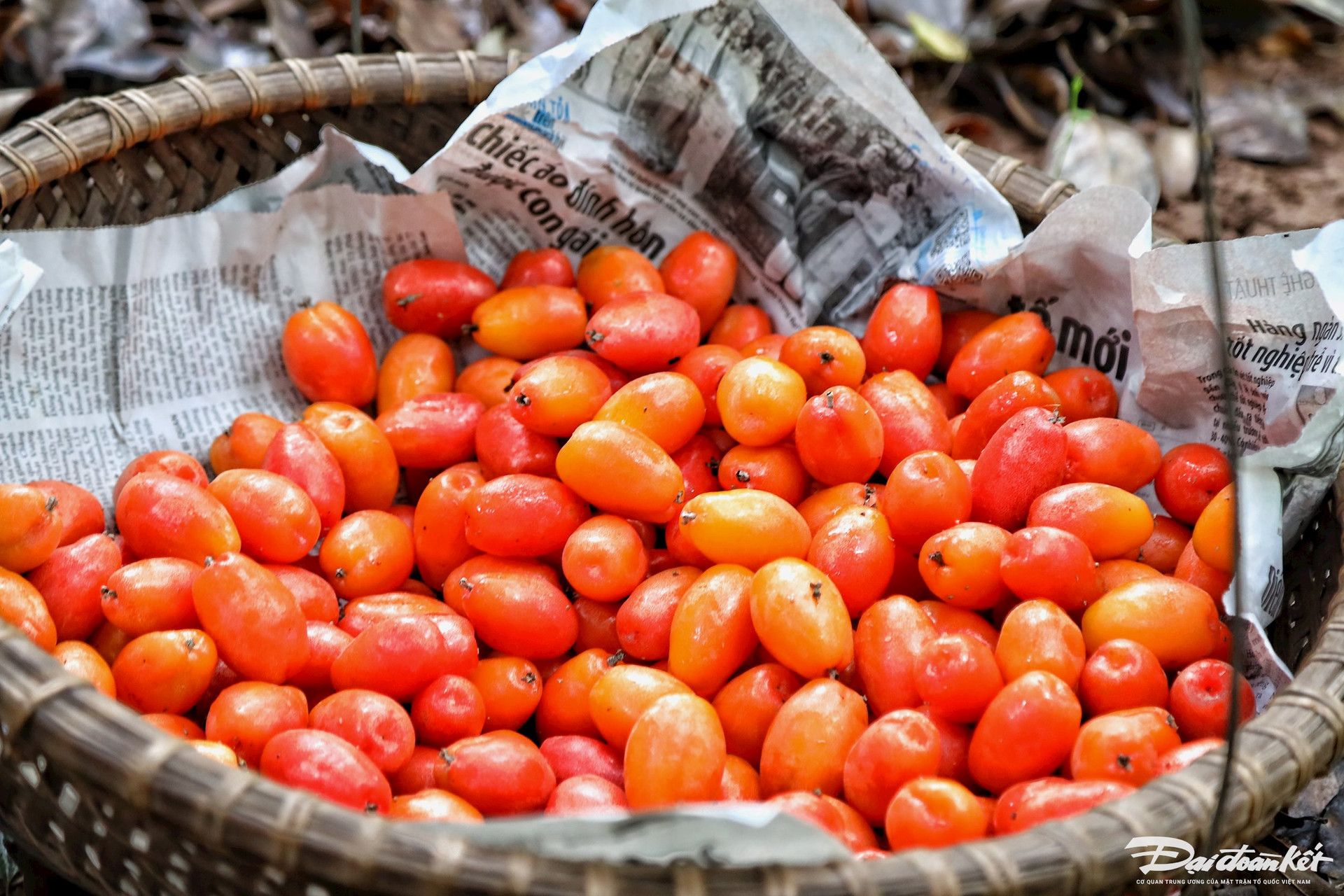 Loại quả "quê mùa" đỏ chót chỉ nhìn đã ứa nước miếng, năm nay mất mùa được giá, cao gấp 2 năm ngoái- Ảnh 7.