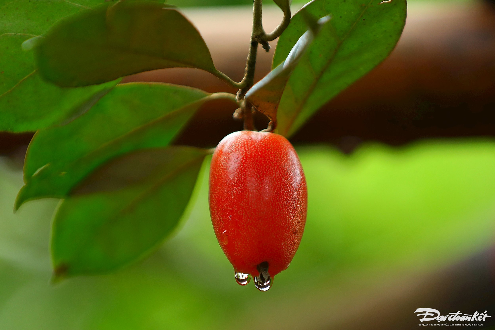 Loại quả "quê mùa" đỏ chót chỉ nhìn đã ứa nước miếng, năm nay mất mùa được giá, cao gấp 2 năm ngoái- Ảnh 10.