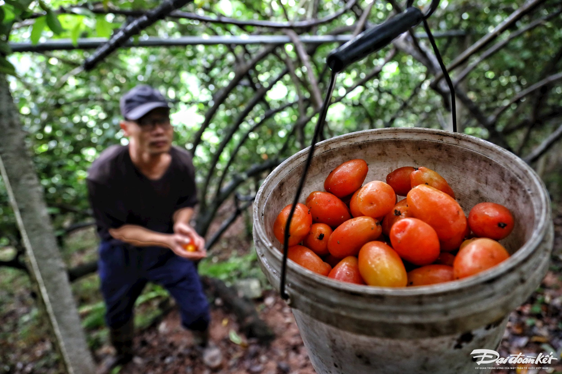 Loại quả "quê mùa" đỏ chót chỉ nhìn đã ứa nước miếng, năm nay mất mùa được giá, cao gấp 2 năm ngoái- Ảnh 4.