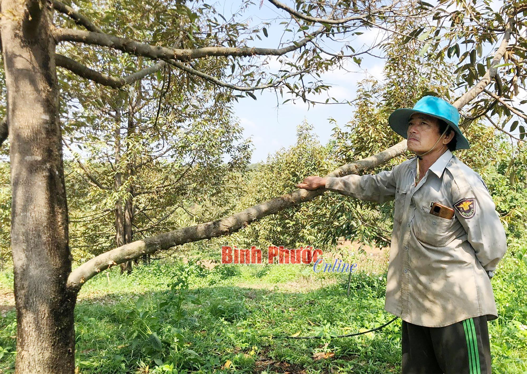 Xót xa vườn cây "tiền tỷ" của nông dân Bình Phước bị chết, rụng trái vì khoan giếng 150m vẫn không có nước- Ảnh 2.