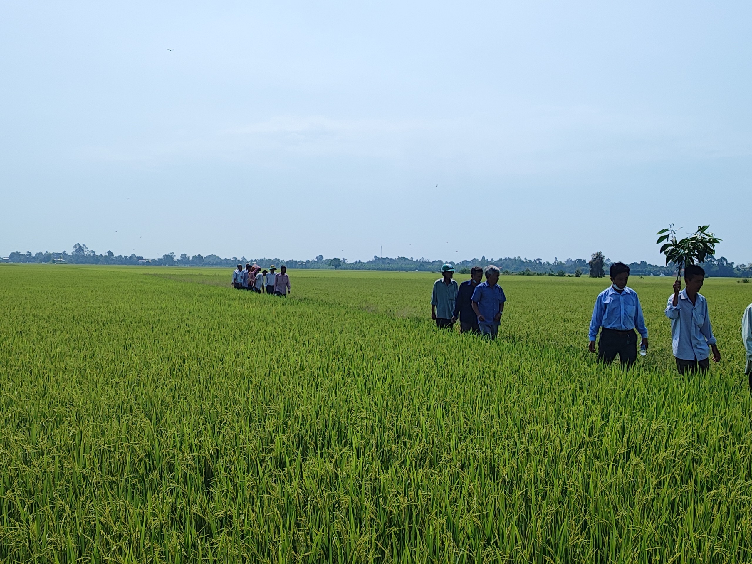 Long An: Tập huấn kỹ thuật sản xuất hạt giống lúa cho nông dân- Ảnh 2.