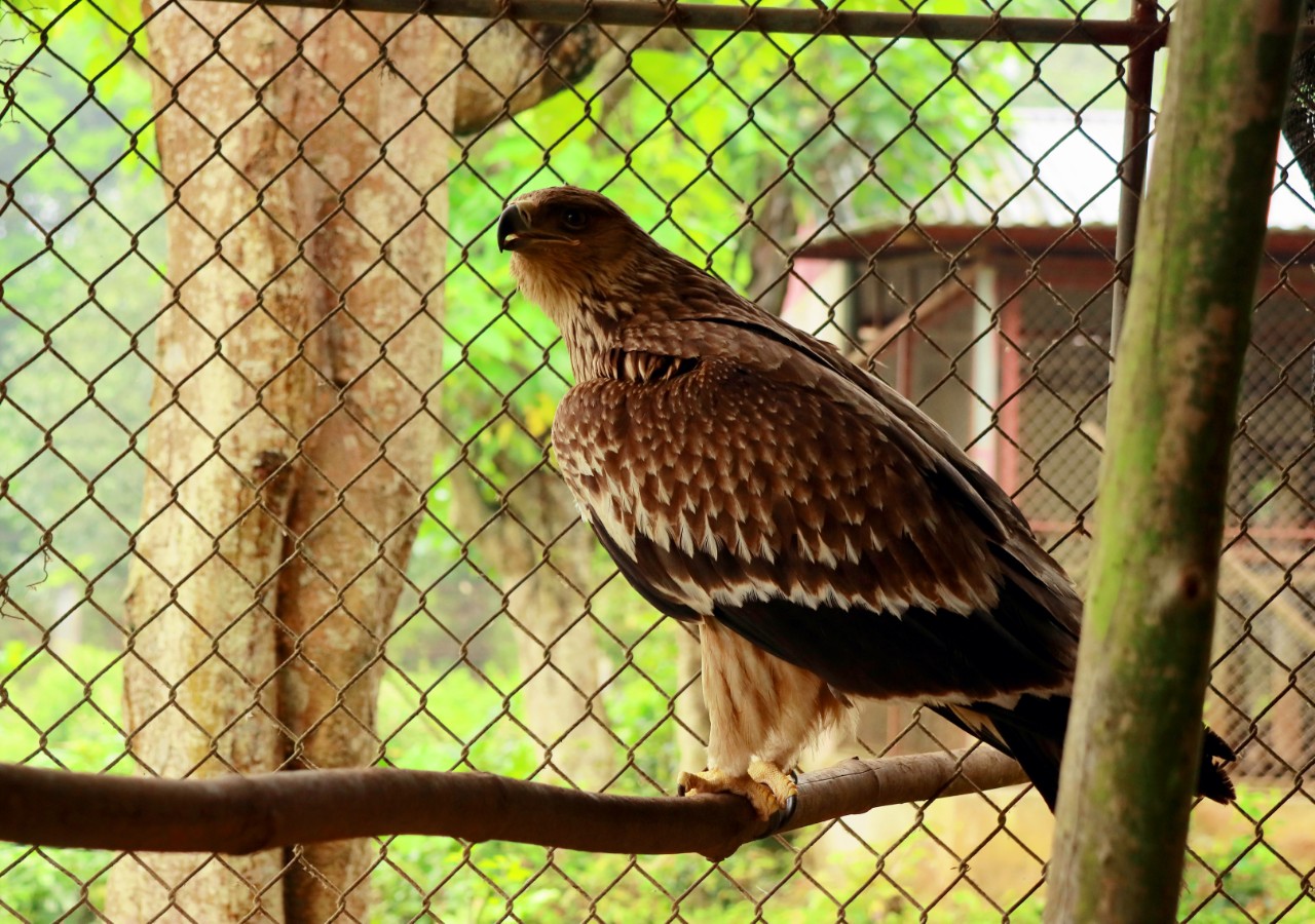 Con chim “chúa tể bầu trời” đã được tái thả về tự nhiên tại Vườn quốc gia Cúc Phương- Ảnh 3.