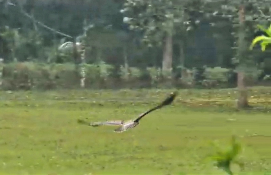 Con chim “chúa tể bầu trời” đã được tái thả về tự nhiên tại Vườn quốc gia Cúc Phương- Ảnh 1.