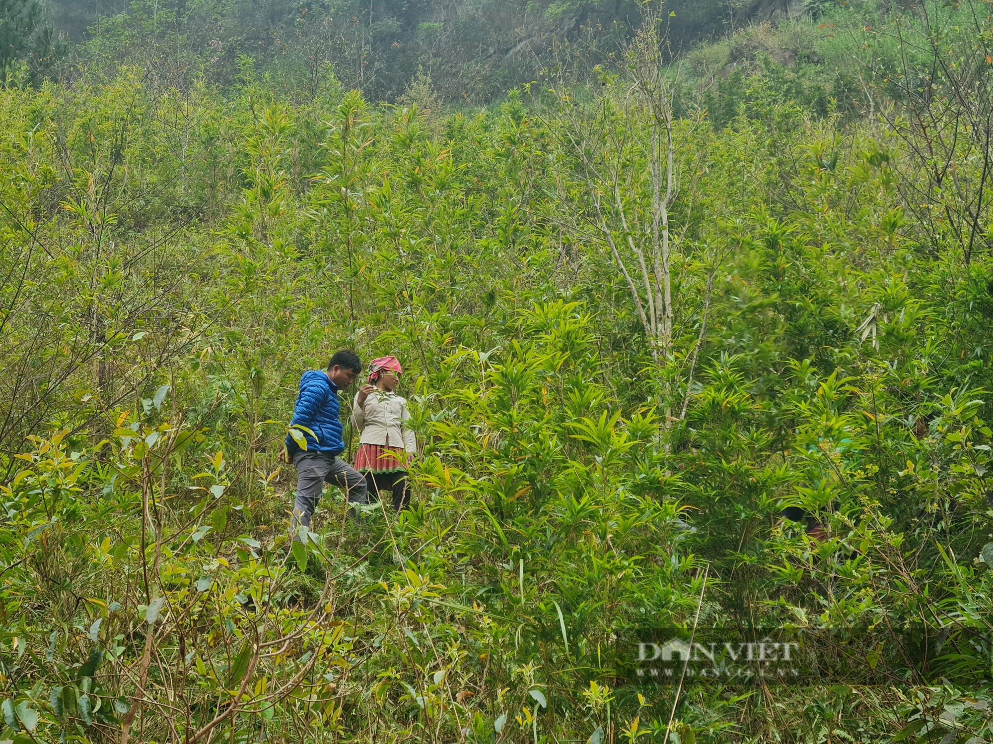 Sáng ra dân một huyện của Yên Bái lên rừng tìm cắt một loại "rau rừng", chưa ra tới chợ đã thành đặc sản- Ảnh 1.