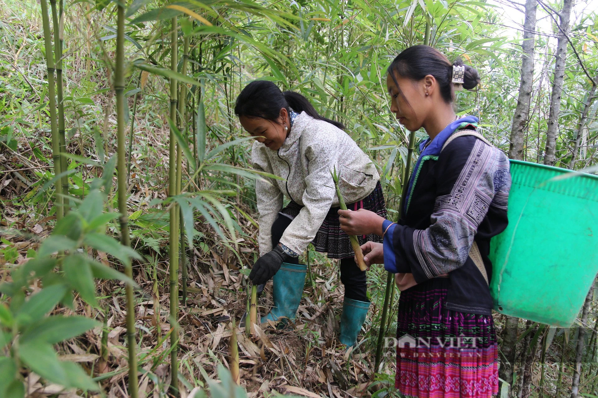 Sáng ra dân một huyện của Yên Bái lên rừng tìm cắt một loại "rau rừng", chưa ra tới chợ đã thành đặc sản- Ảnh 2.