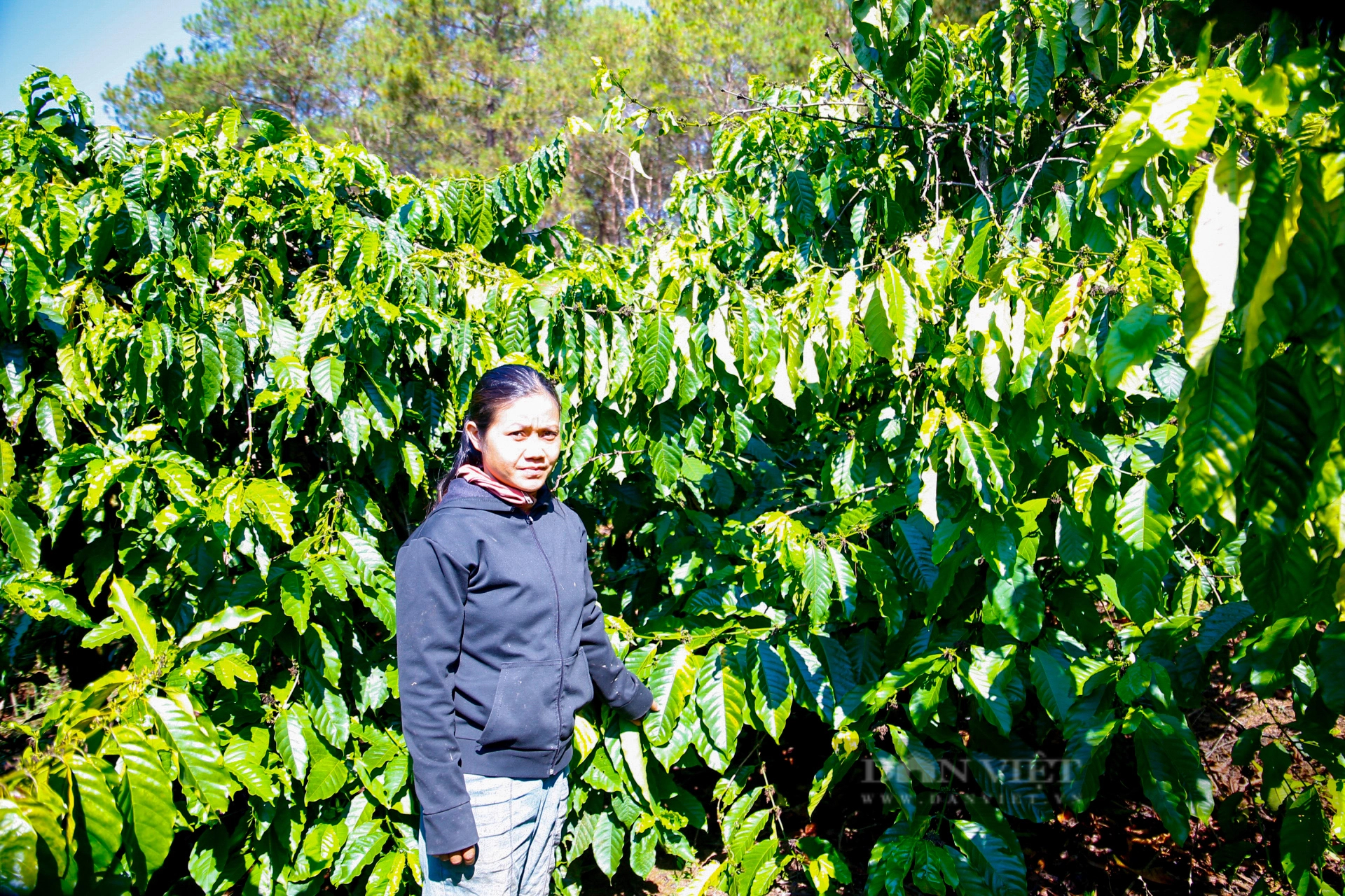 Một nông dân Kon Tum có 2ha đất, trồng cà phê kiểu gì mà thu hàng tấn, lợi nhuận tăng đều?- Ảnh 1.