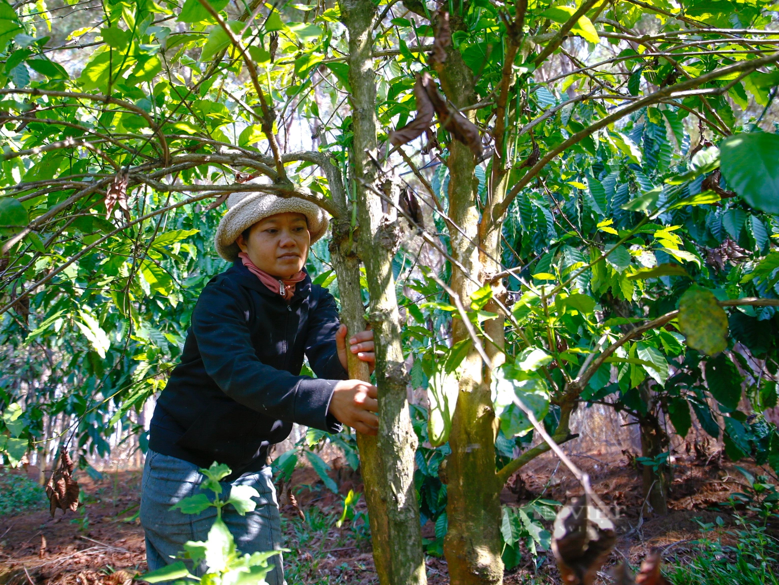 Một nông dân Kon Tum có 2ha đất, trồng cà phê kiểu gì mà thu hàng tấn, lợi nhuận tăng đều?- Ảnh 2.