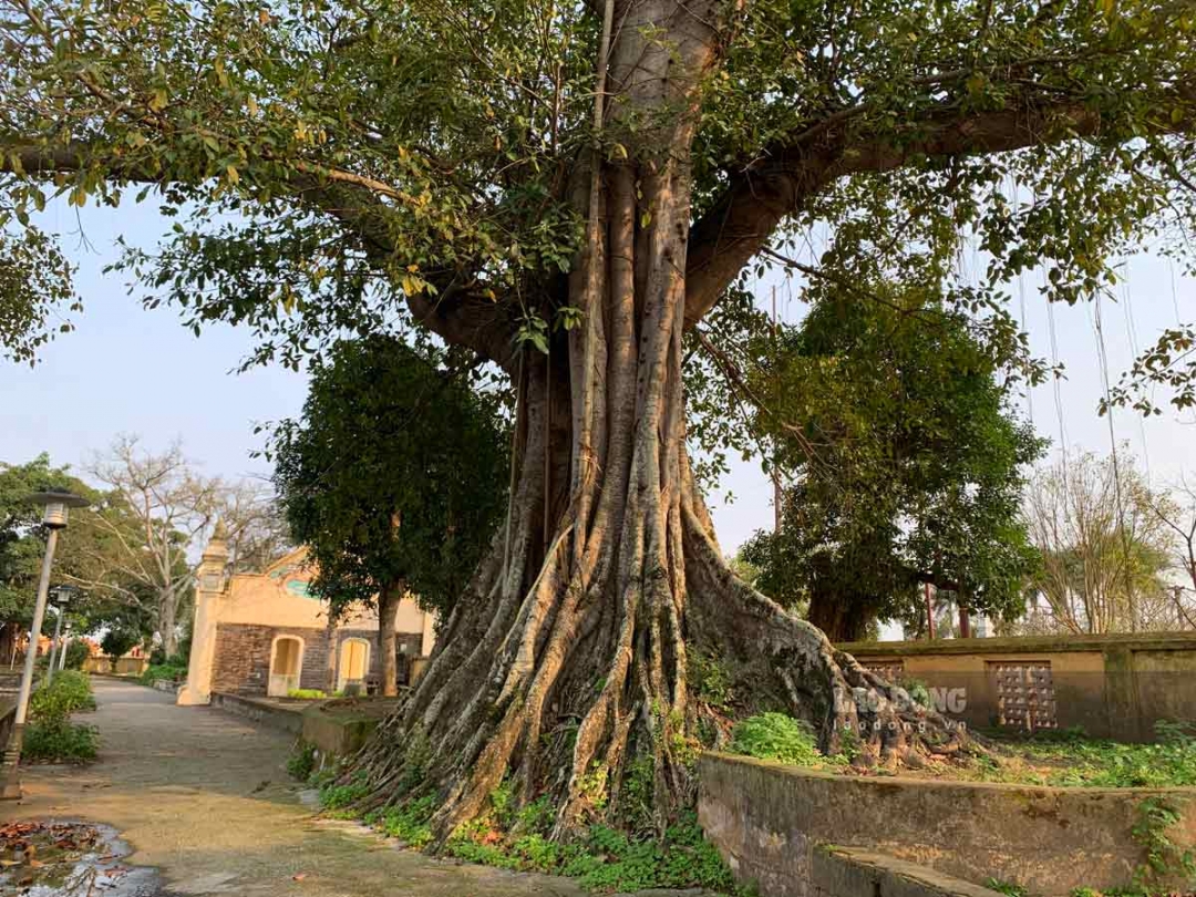 Một chùa cổ gần 1.000 năm tuổi ở làng khoa bảng nổi tiếng Nam Định, kiến trúc độc đáo, cây cổ thụ sừng sững- Ảnh 10.