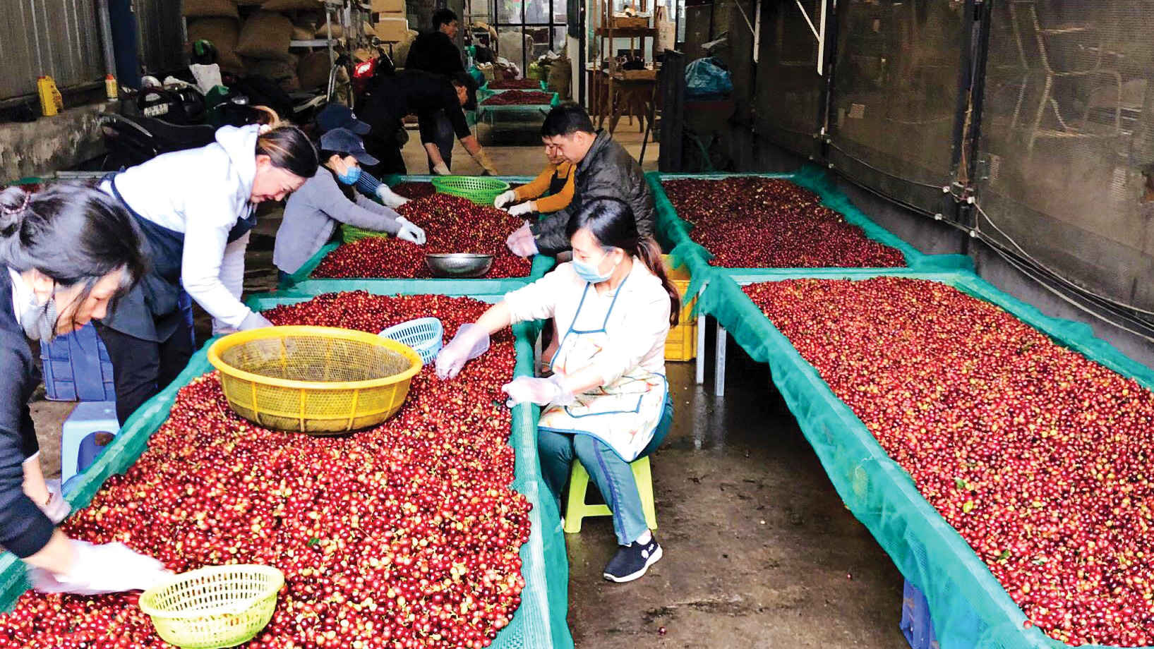 Nhiều nước lùng mua, giá cà phê Việt Nam tăng gần 100% so với cùng kỳ năm ngoái- Ảnh 1.