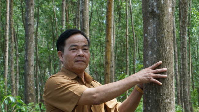 UBND tỉnh TT-Huế yêu cầu các địa phương ưu tiên lồng ghép các nguồn lực hỗ trợ trồng rừng gỗ lớn - Ảnh 2.
