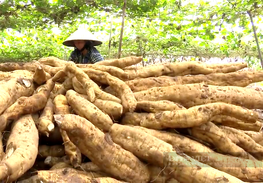 Kể chuyện làng: Nhớ vị sắn dây quê nhà- Ảnh 1.