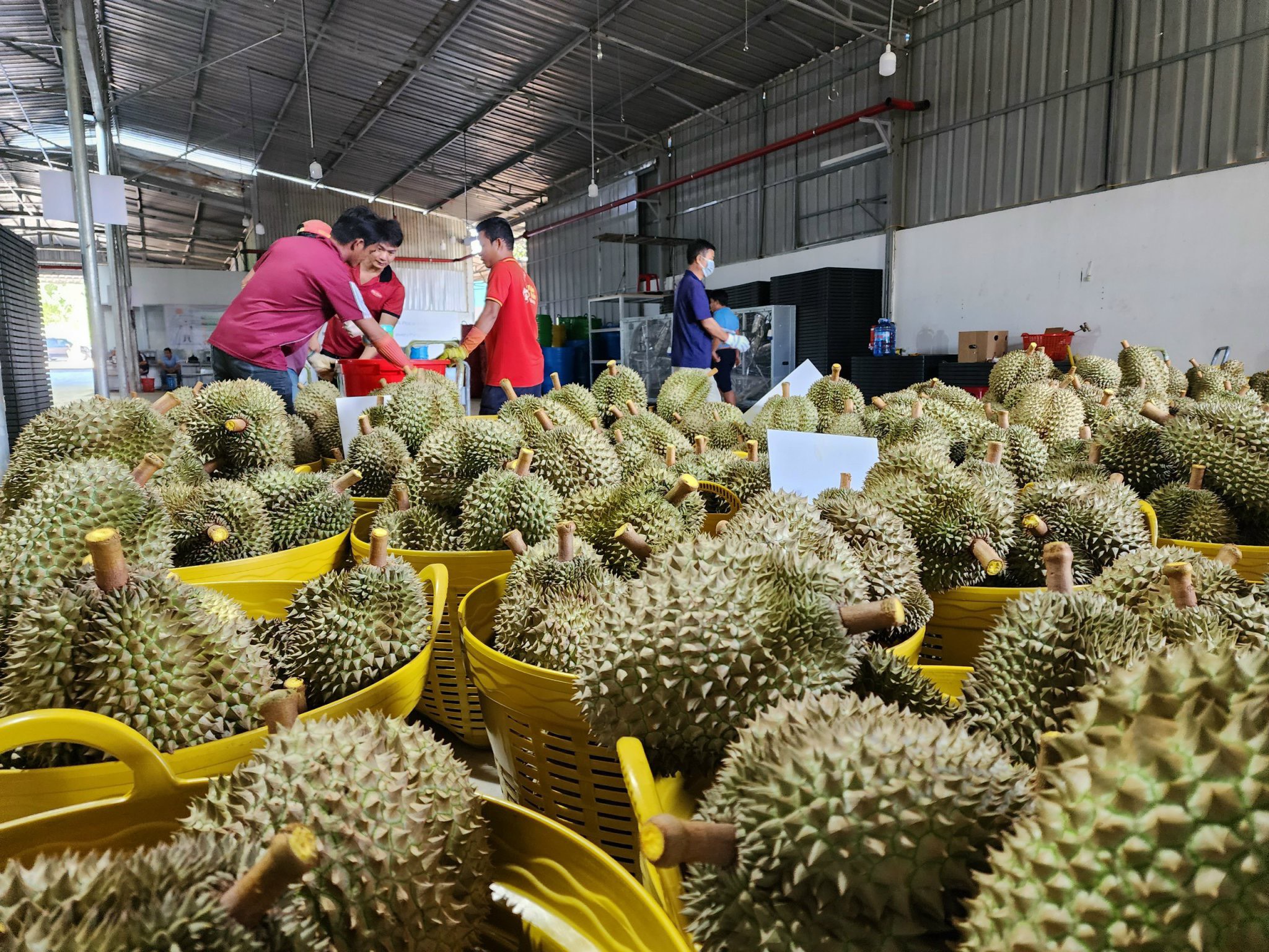 Cục Bảo vệ thực vật đề nghị Đắk Lắk, Tiền Giang, Đồng Nai truy xuất các lô hàng sầu riêng xuất sang Trung Quốc- Ảnh 1.