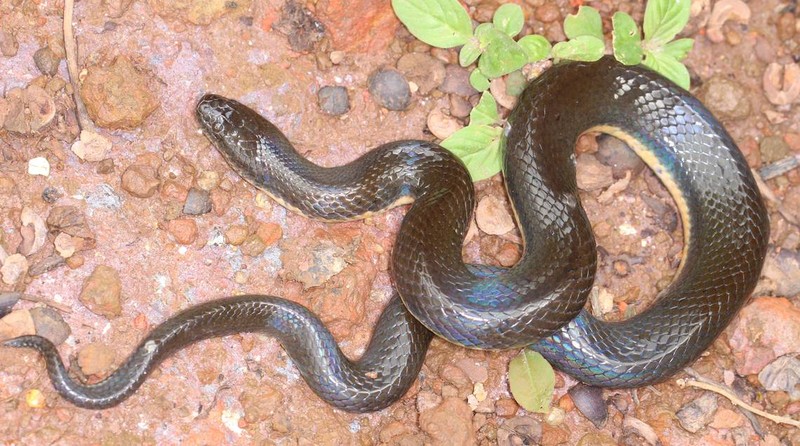 Việt Nam phát hiện một loài rắn mới chưa từng được công bố trước đó ở Đắk Nông- Ảnh 1.
