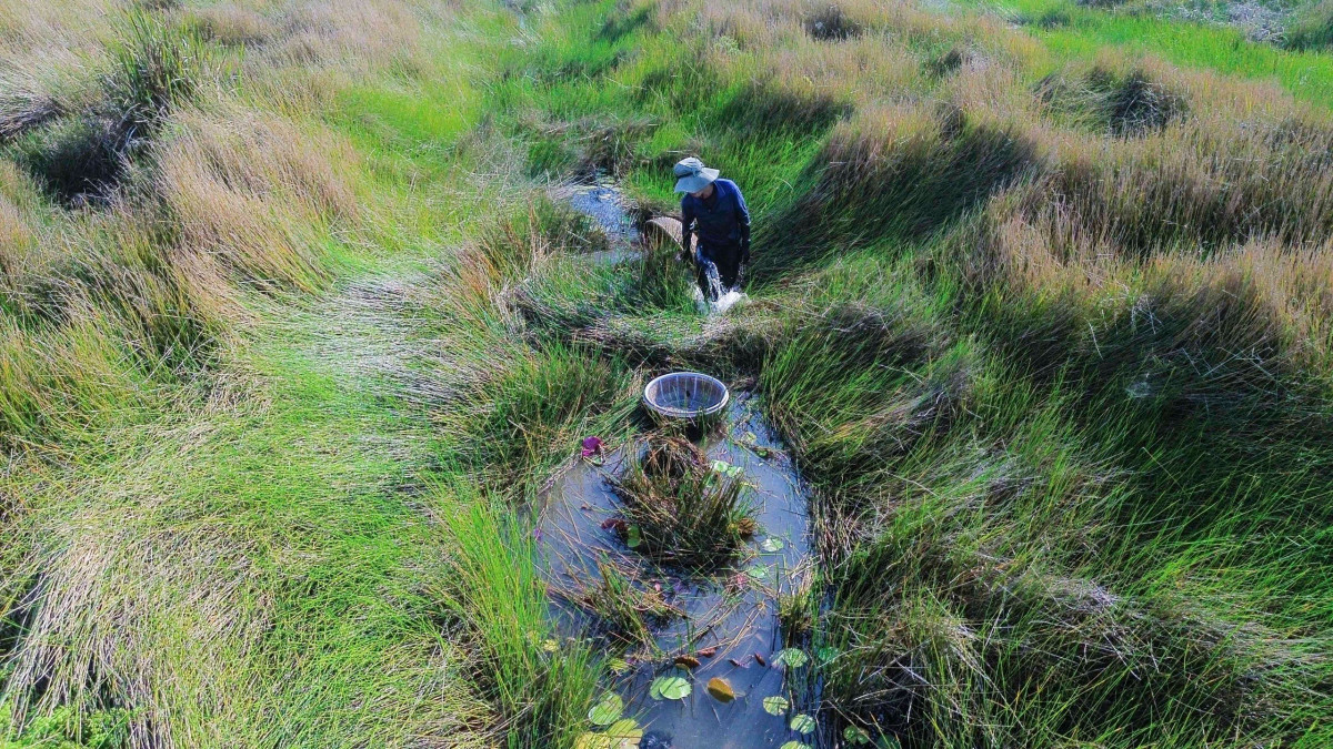 Dân lấy rổ xúc "lộc trời ban" ở cánh đồng cỏ dại tại một huyện của Long An, thì ra là bắt cá này- Ảnh 5.