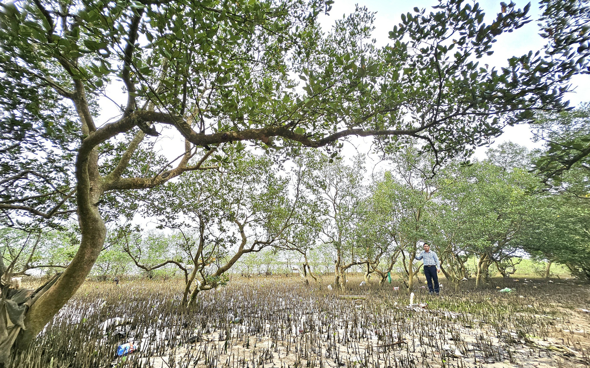 Ở khu rừng ở Quảng Bình, trên cây ra trái lạ, dưới vô số con đặc sản, chim hoang dã bay rợp mặt nước