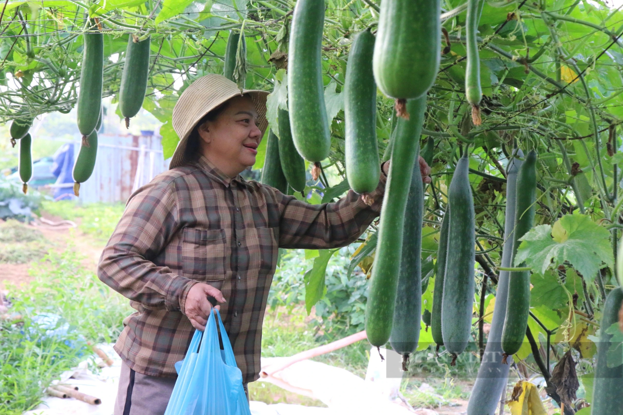 Những ngày này, cứ xuống đồng là nông dân ở vùng trồng rau sạch lớn nhất TP.Đà Nẵng có tiền triệu mỗi ngày- Ảnh 2.