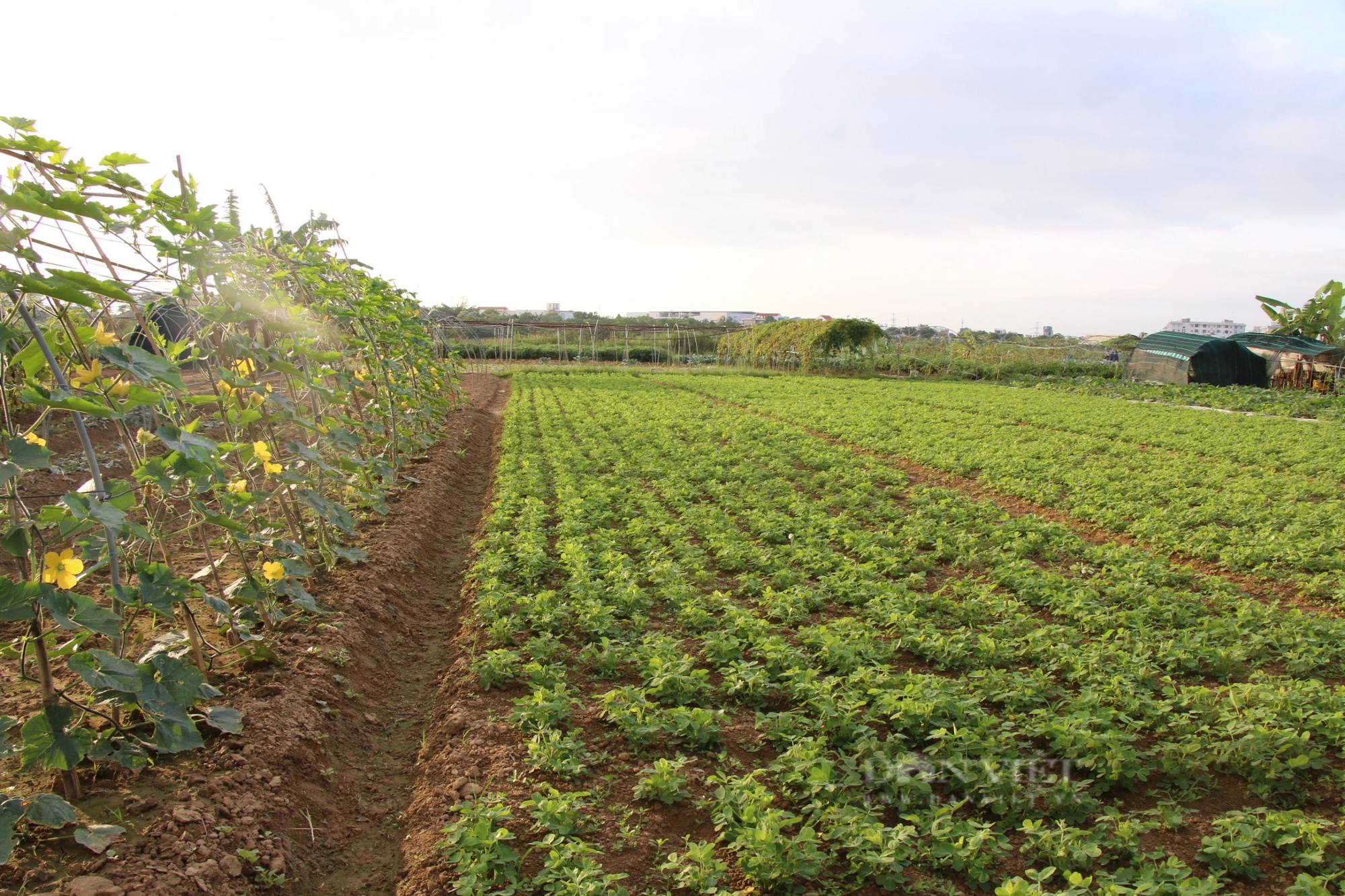 Những ngày này, cứ xuống đồng là nông dân ở vùng trồng rau sạch lớn nhất TP.Đà Nẵng có tiền triệu mỗi ngày- Ảnh 5.