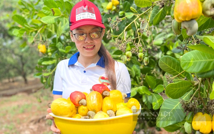 Việc bán trái điều tươi như cách làm ở HTX Nông nghiệp sạch Hòa Phú đã mở ra hướng đi mới để tăng thu nhập cho người trồng điều. Ảnh: Trần Khánh
