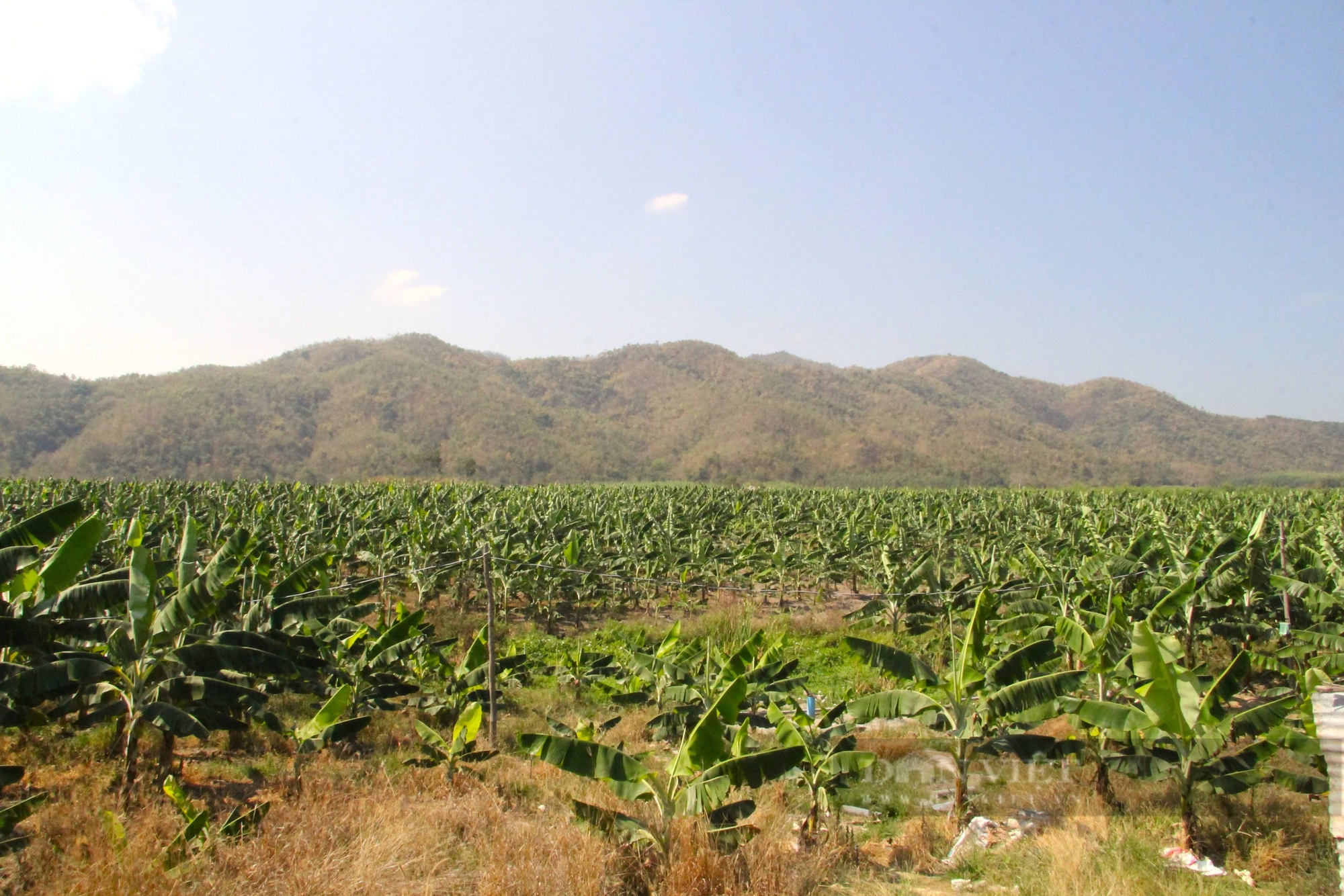 Trồng thành công ở Ninh Thuận một loại quả ngon, giàu kali nhất, xuất xứ từ Nam Mỹ, vườn đẹp như phim- Ảnh 4.