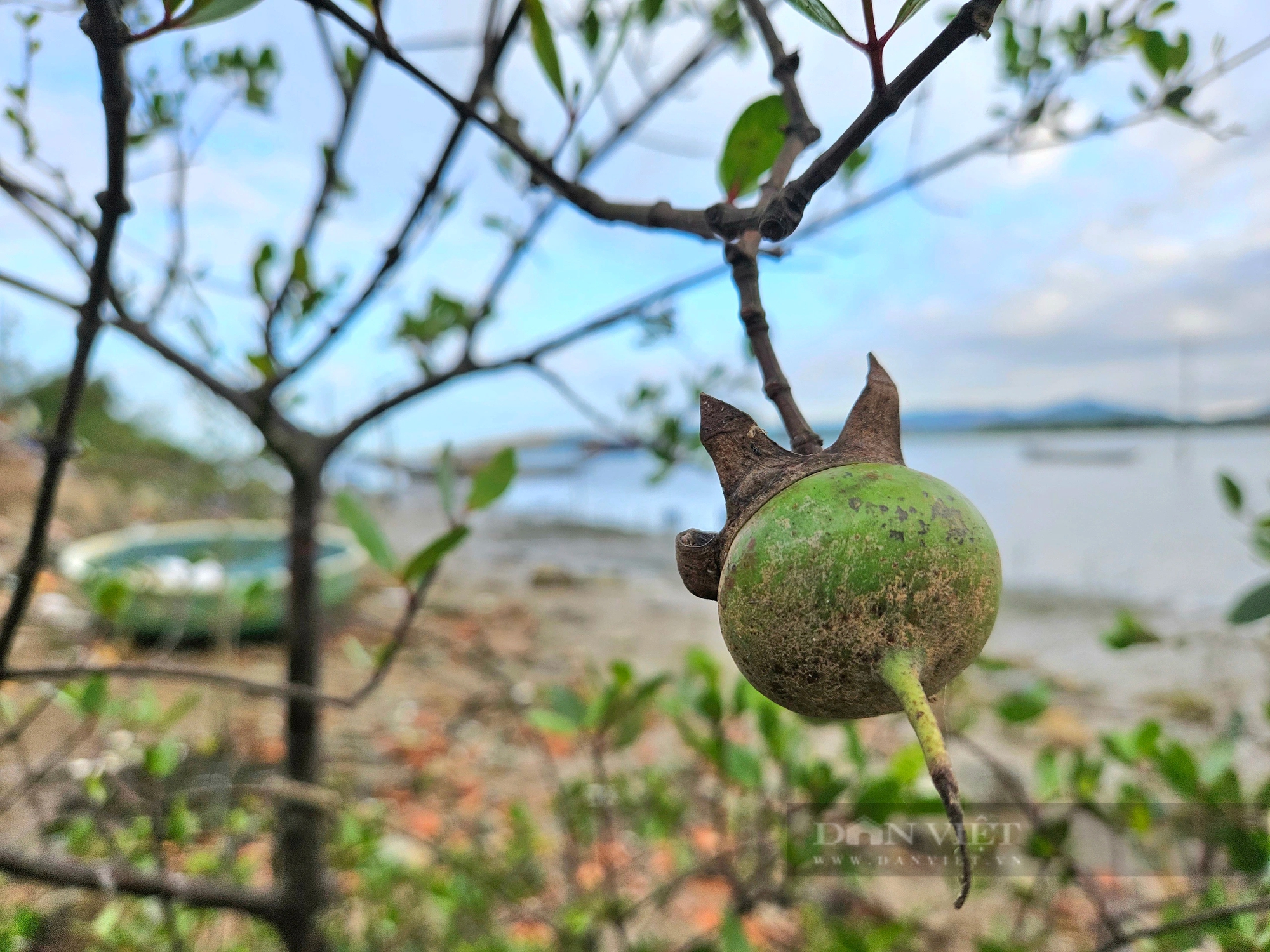 Ở khu rừng ở Quảng Bình, trên cây ra trái lạ, dưới vô số con đặc sản, chim hoang dã bay rợp mặt nước- Ảnh 5.