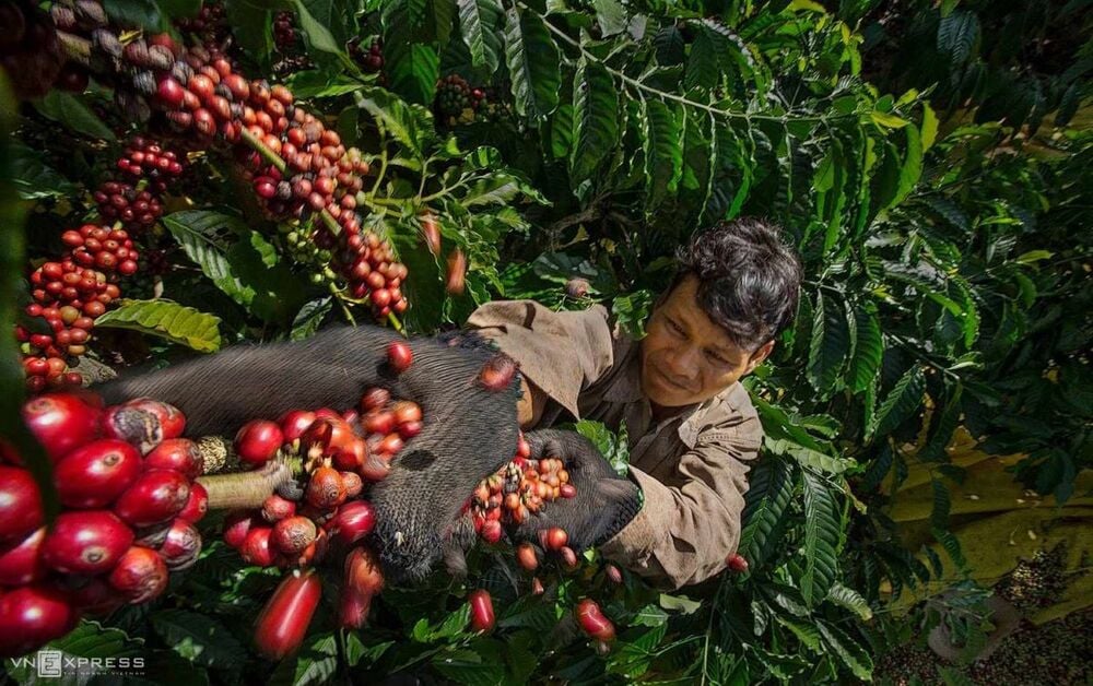 Xuất khẩu cà phê có thể vượt tỷ USD hai tháng đầu năm- Ảnh 1.