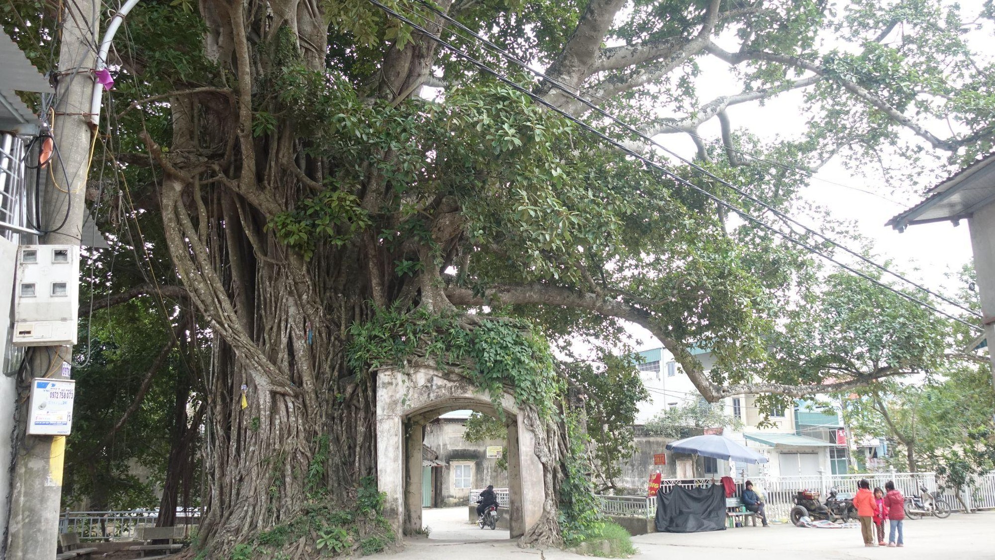 Độc đáo cây đa ôm trọn cổng làng ở Hà Nội- Ảnh 1.