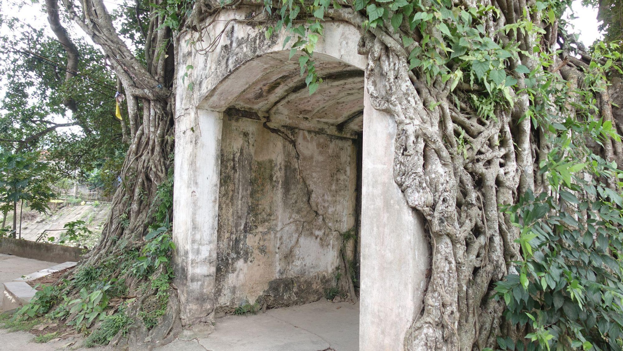 Độc đáo cây đa ôm trọn cổng làng ở Hà Nội- Ảnh 2.