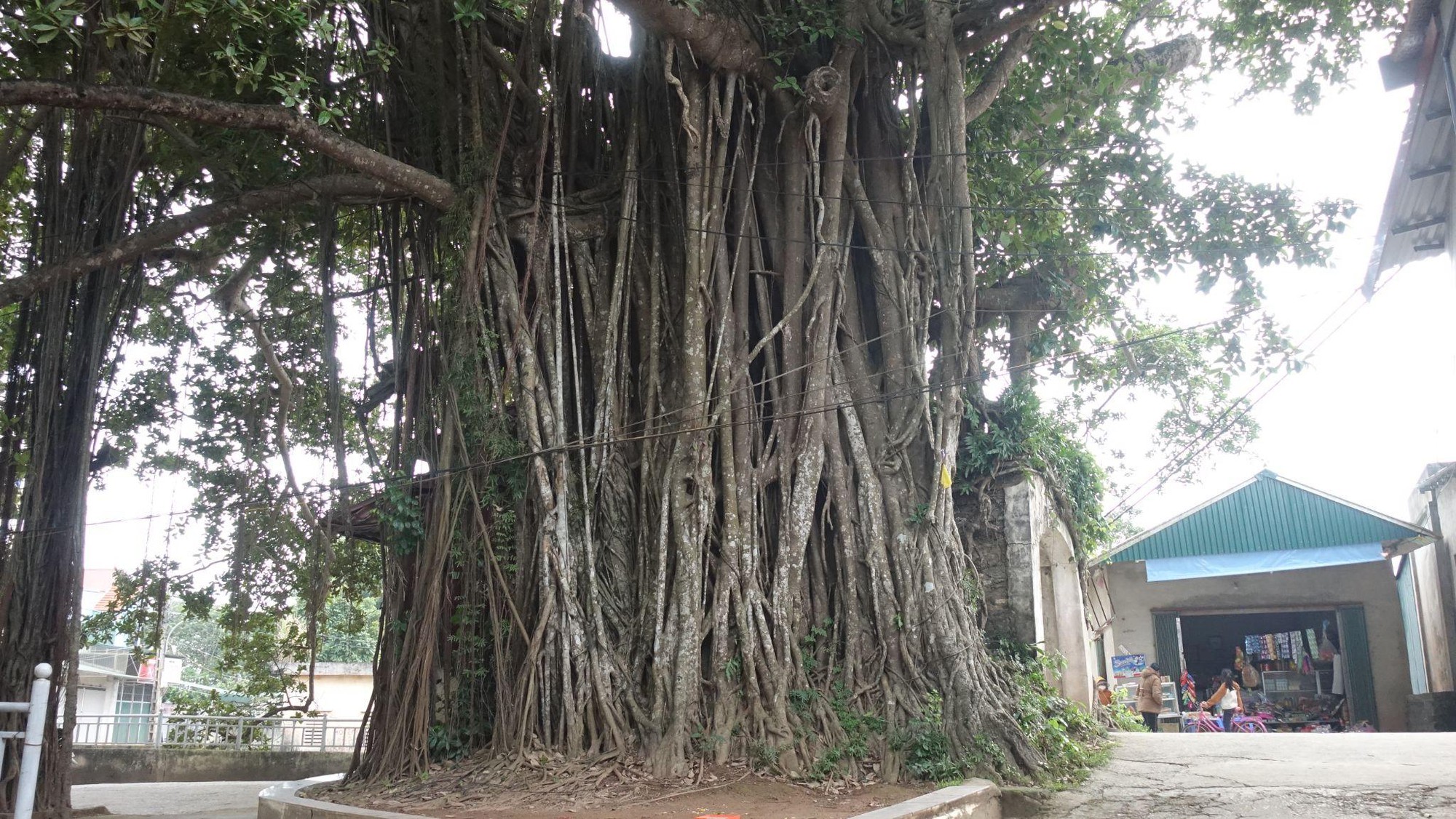 Độc đáo cây đa ôm trọn cổng làng ở Hà Nội- Ảnh 3.