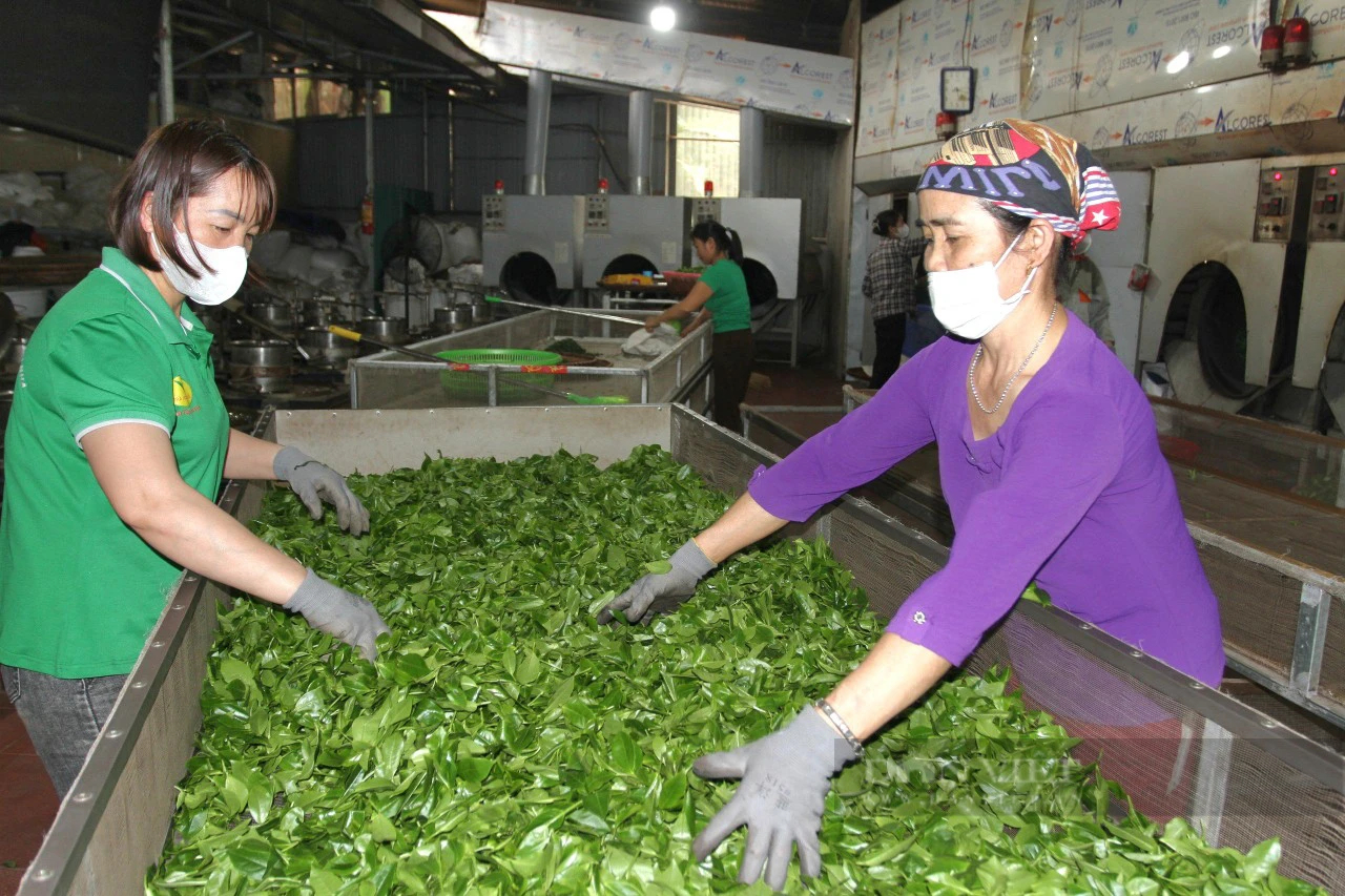 Một Hợp tác xã ở Thái Nguyên giúp nông dân có thêm việc làm, thu mua chè tươi hơn 30.000 đồng/kg - Ảnh 2.
