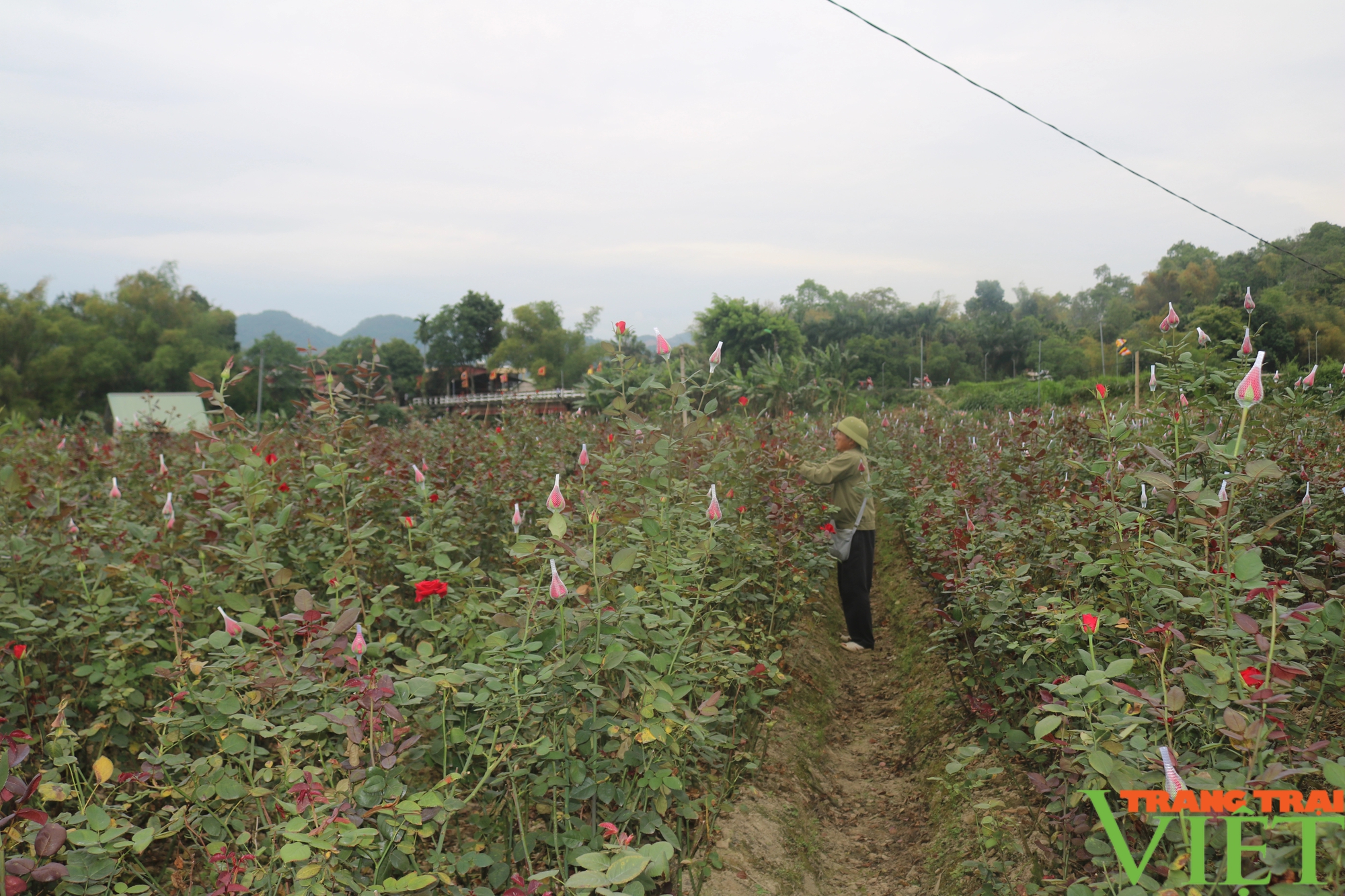 Lão nông bỏ trồng lúa sang trồng hoa hồng ở Lào Cai mang lại thu nhập cao- Ảnh 1.