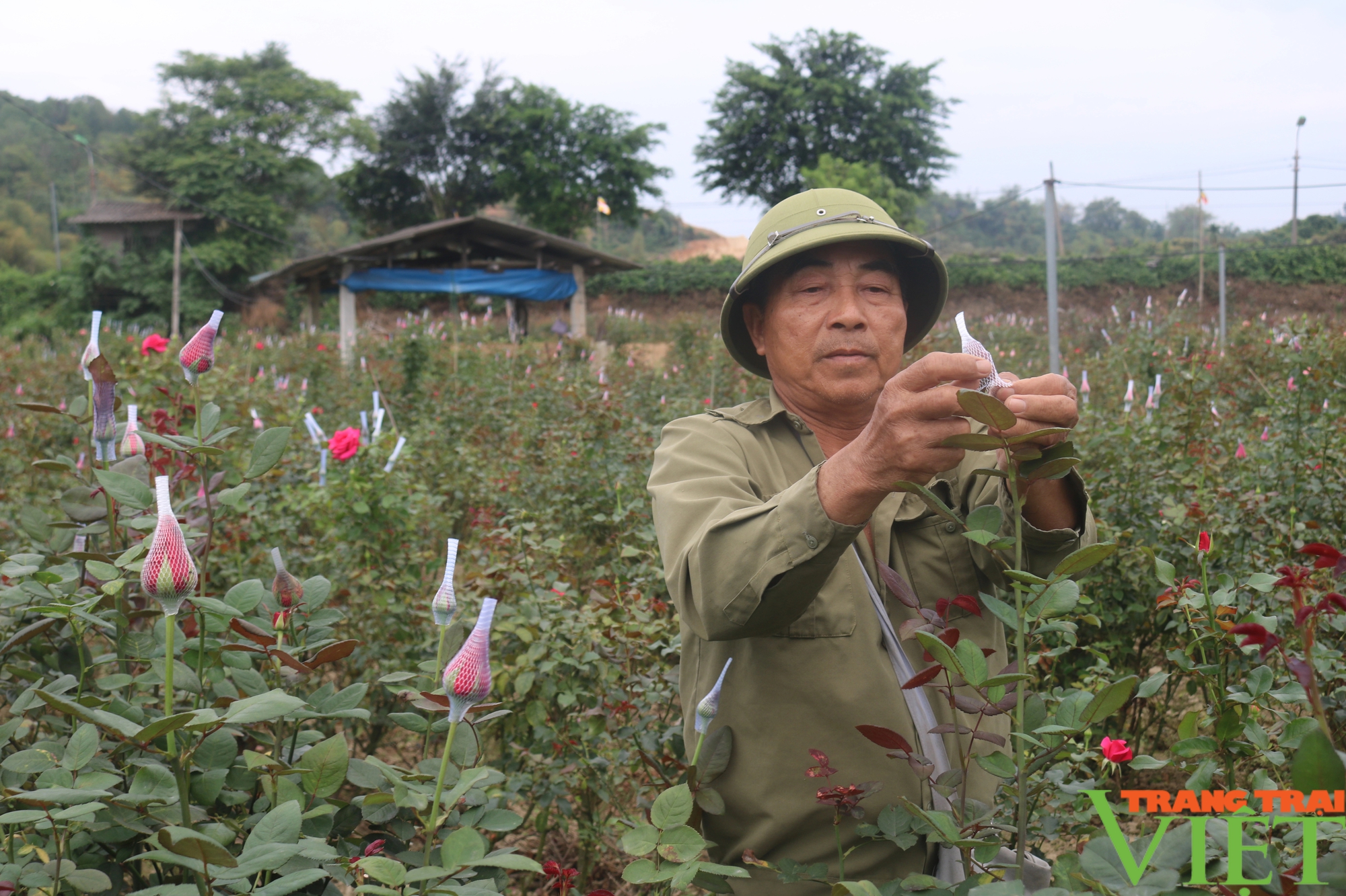 Lão nông bỏ trồng lúa sang trồng hoa hồng ở Lào Cai mang lại thu nhập cao- Ảnh 3.
