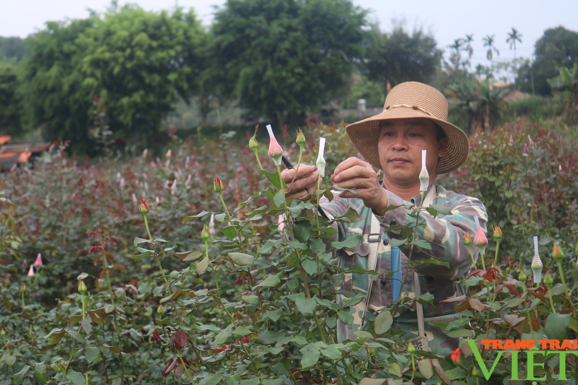 Lão nông bỏ trồng lúa sang trồng hoa hồng ở Lào Cai mang lại thu nhập cao- Ảnh 6.