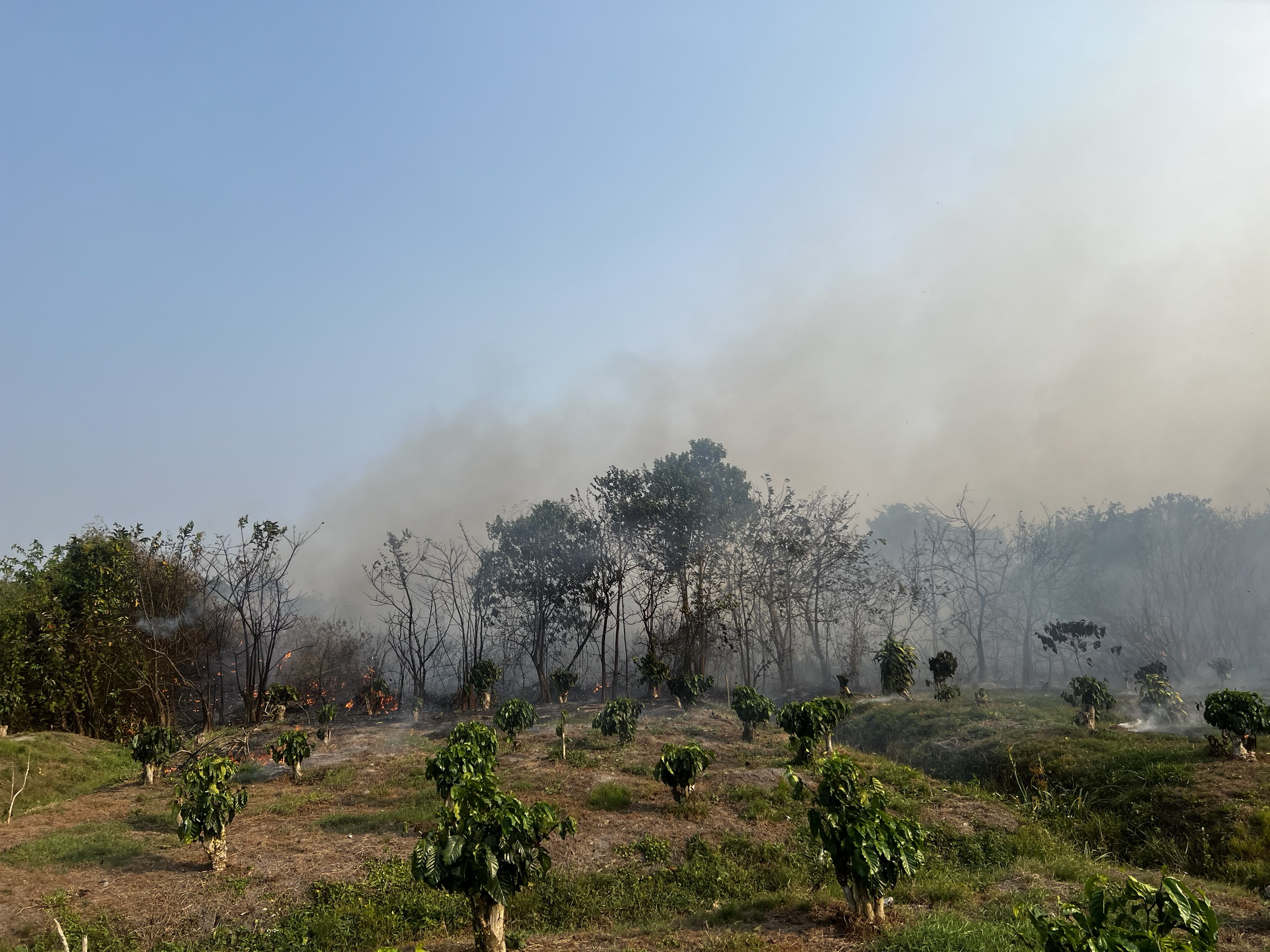 Đốt cỏ trong vườn, một gia đình ở Bảo Lộc, Lâm Đồng gây cháy sang cả vườn cà phê, dâu tằm của người dân- Ảnh 7.