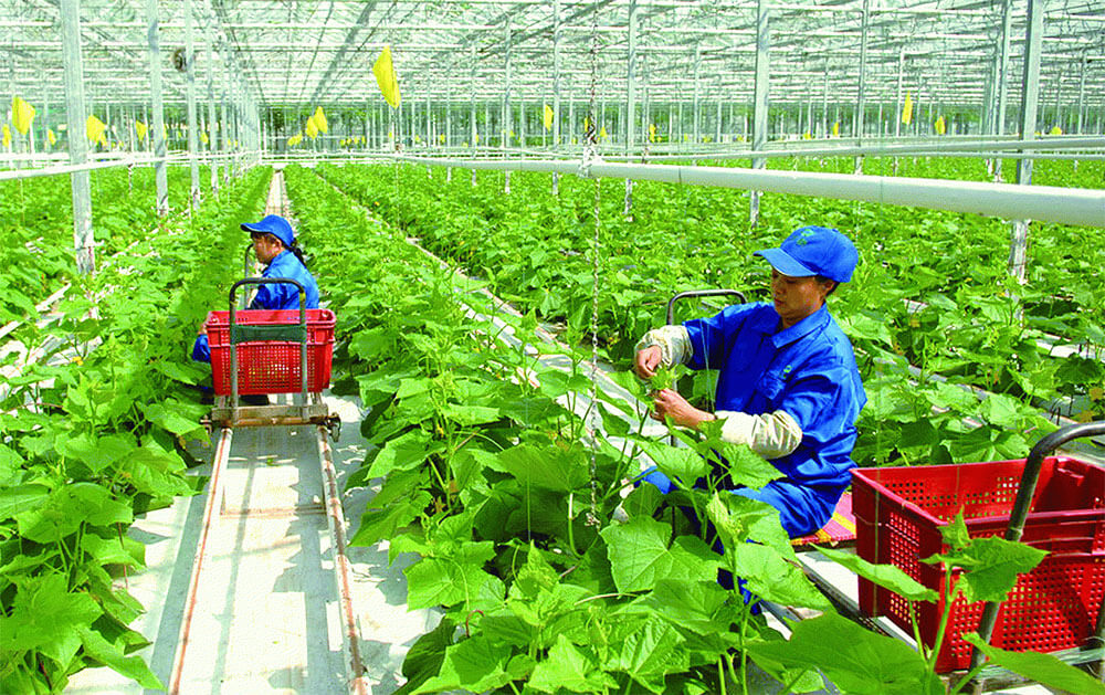 Nông nghiệp Việt Nam: Chỉ dấu tăng trưởng- Ảnh 2.