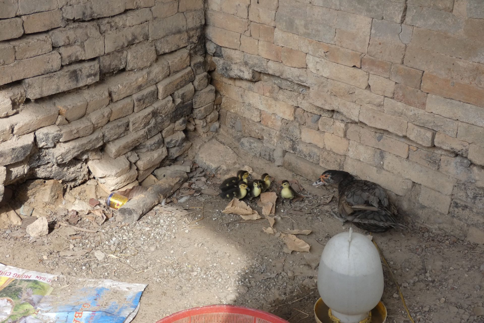 Đáng buồn, một di tích quốc gia - khảo cổ học ở Tây Ninh, dưới nền móng tháp cổ thấy đàn vịt con mới nở- Ảnh 4.