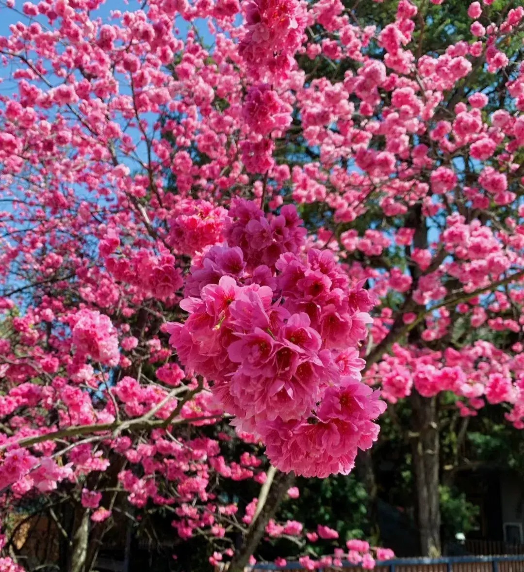 Cây cảnh nở hoa như mây hồng, rực rỡ, đẹp lịm tim, trồng trước cửa nhà thu hút may mắn, tài lộc- Ảnh 16.
