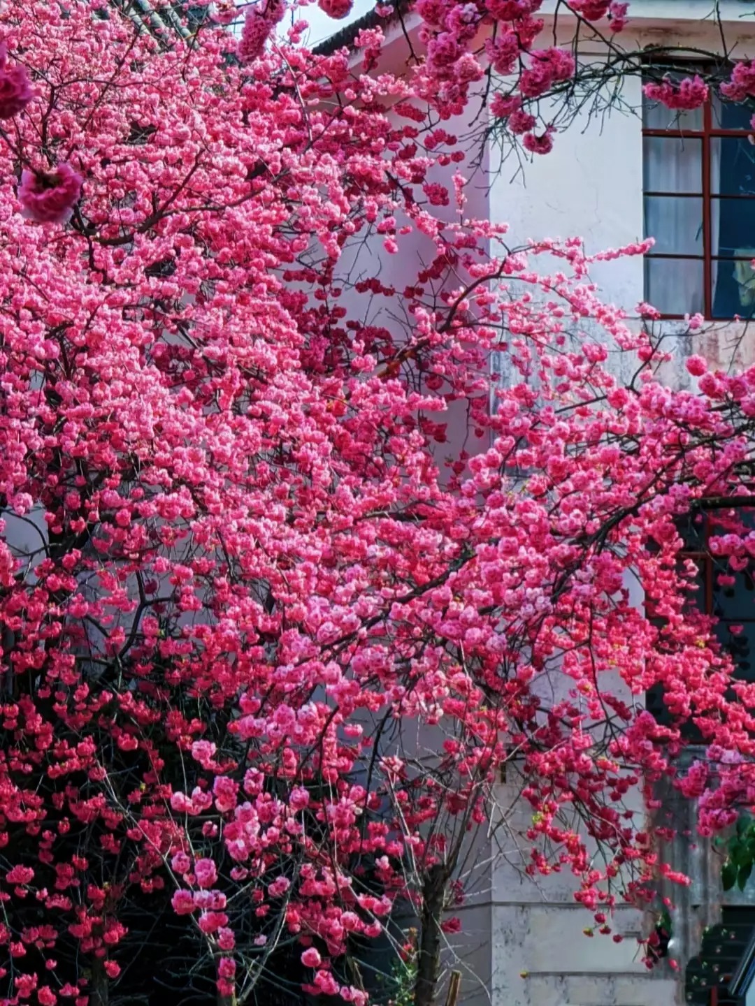 Cây cảnh nở hoa như mây hồng, rực rỡ, đẹp lịm tim, trồng trước cửa nhà thu hút may mắn, tài lộc- Ảnh 19.
