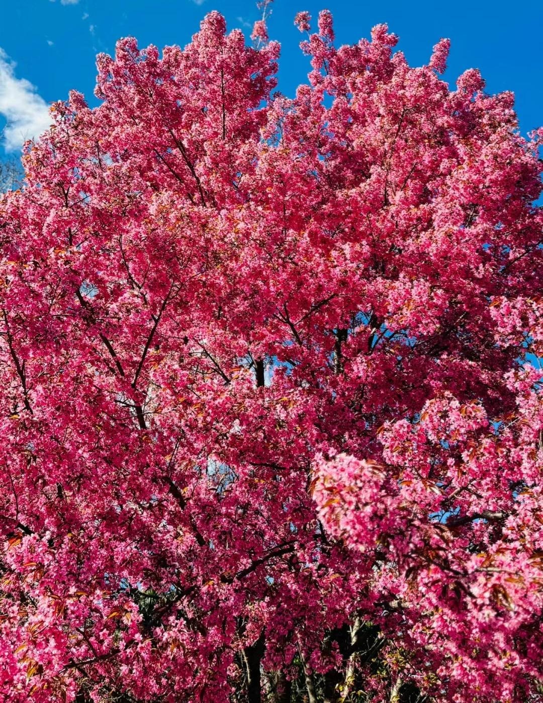 Cây cảnh nở hoa như mây hồng, rực rỡ, đẹp lịm tim, trồng trước cửa nhà thu hút may mắn, tài lộc- Ảnh 17.
