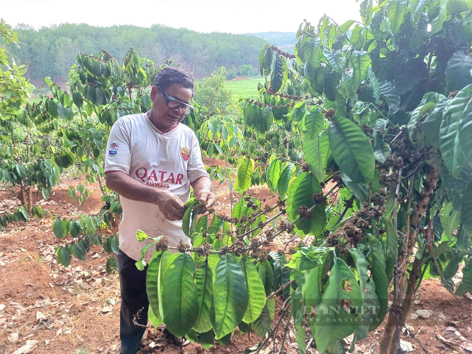 Giá cà phê đang leo đỉnh, nông dân Gia Lai thêm nỗi lo rệp sáp tấn công cây cà phê - Ảnh 1.